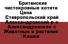 Британские чистокровные котята › Цена ­ 500 - Ставропольский край, Александровский р-н, Александровское с. Животные и растения » Кошки   